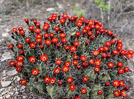 cactus flower