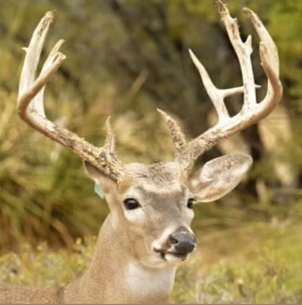 dEER1