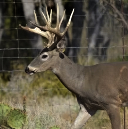dEER2